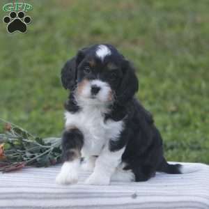 Haven, Cavapoo Puppy